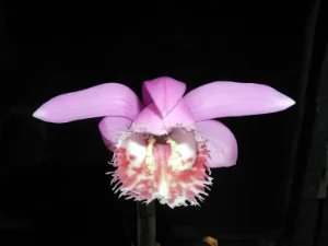 Bild von Pleione limprichtii 1